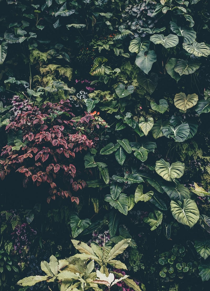 Green Ivy Plant