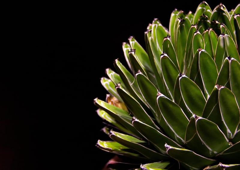 Succulent Arrangements